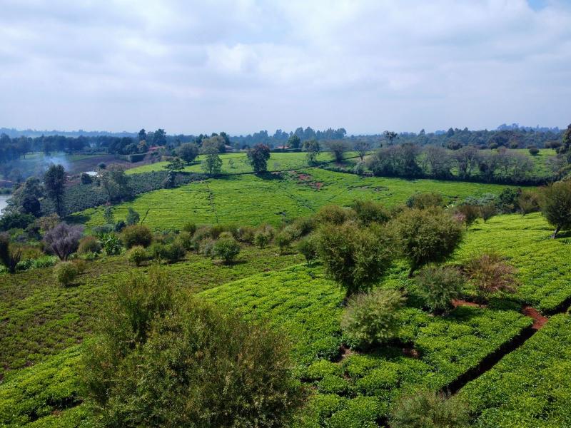 Half Acre Land for Sale in Tigoni from KSh 28M photo 1