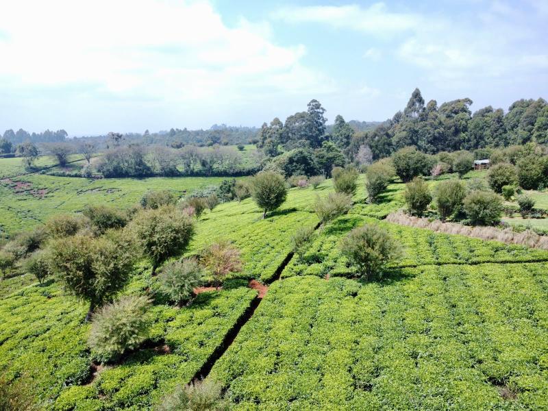 Half Acre Land for Sale in Tigoni from KSh 28M photo 3