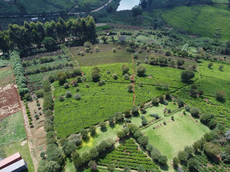Half Acre Land for Sale in Tigoni from KSh 28M photo 4