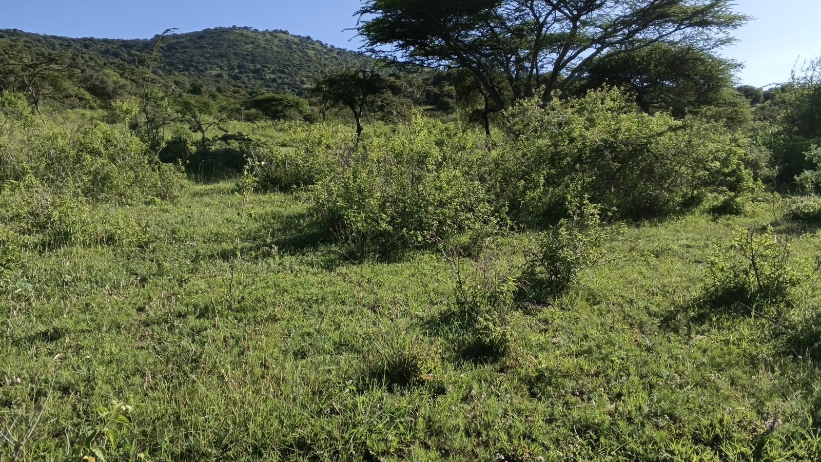21 Acres for Sale in Kajiado – Ideal for Resort, Off-Grid Homes & Investment
